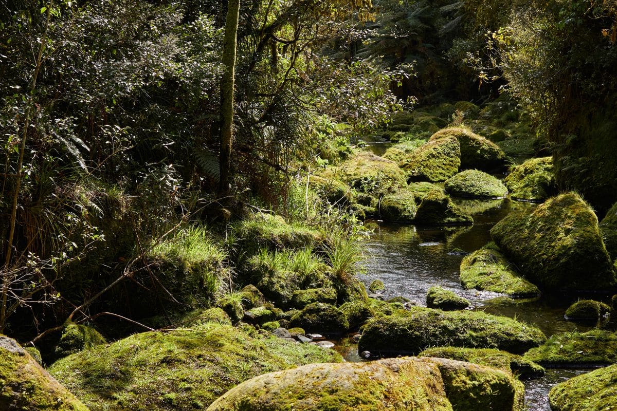 Ngatuhoa stream, Opuiaki, Bay of Plenty. Credit: Cam Neate for Manaaki Kaimai Mamaku Trust