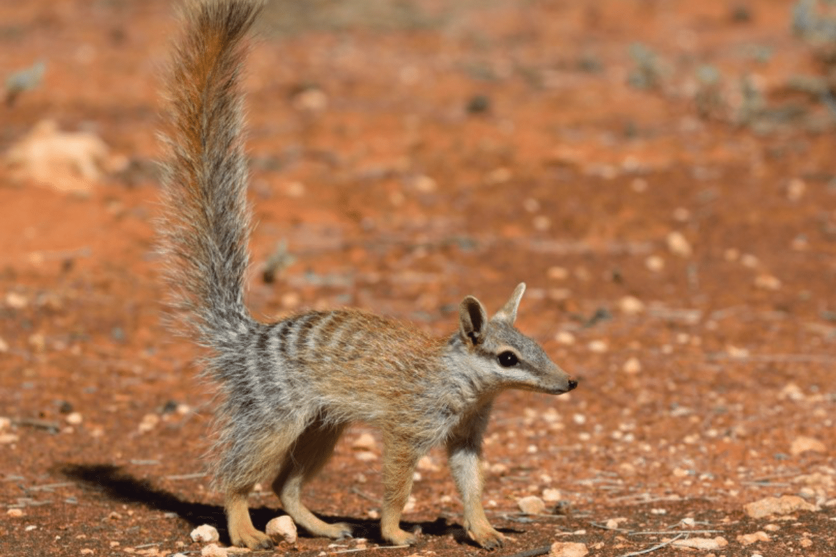 The Numbat, a unique marsupial from Australia, sees populations rise thanks to reintroductions to drive their recovery.