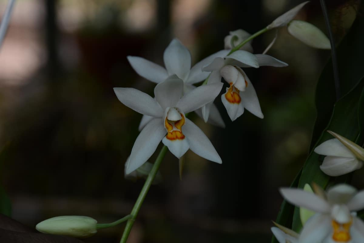 White and yellow orchid flower