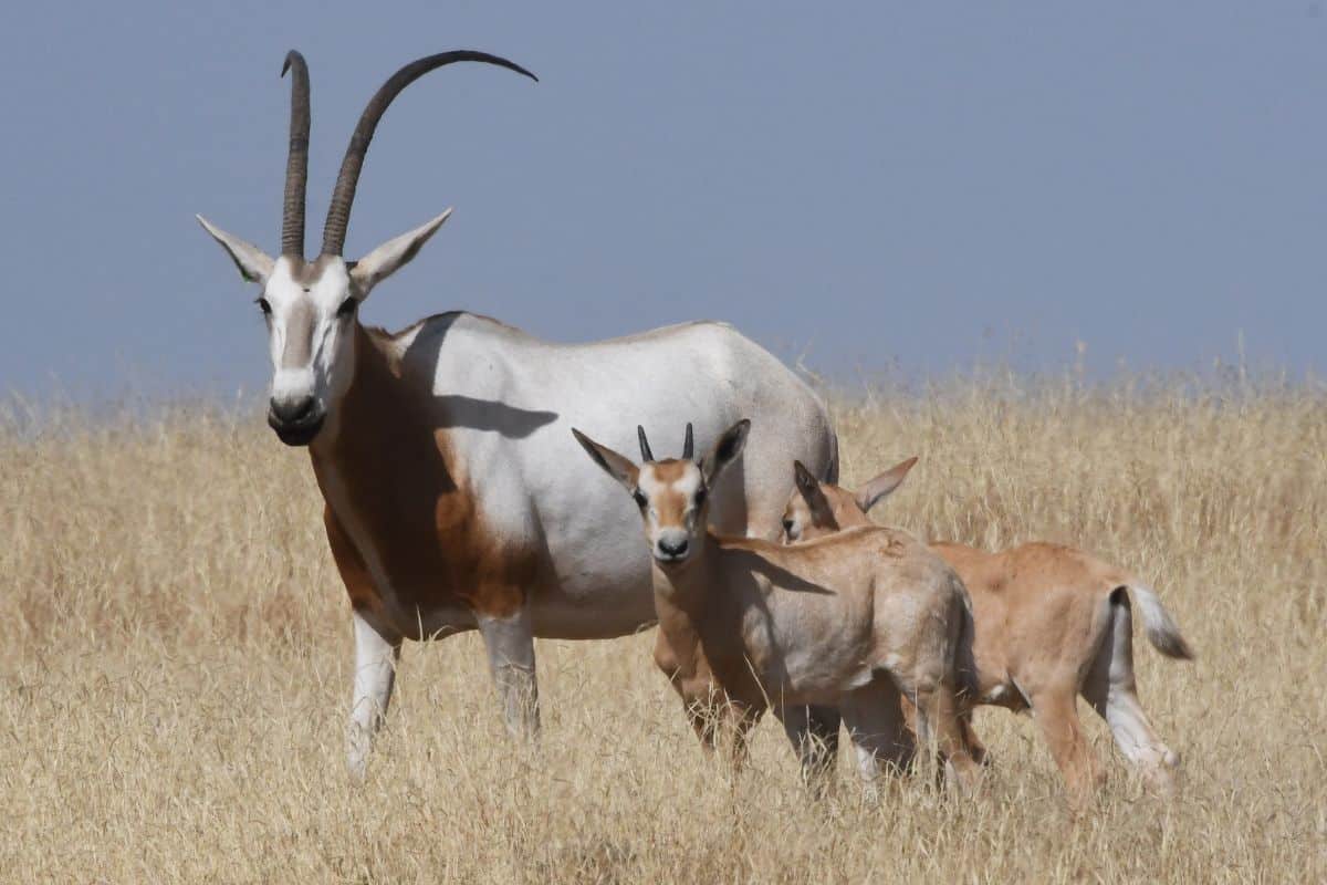 Oryx Calves with Adult (October 2025). Credit_ John Newby, Sahara Conservation
