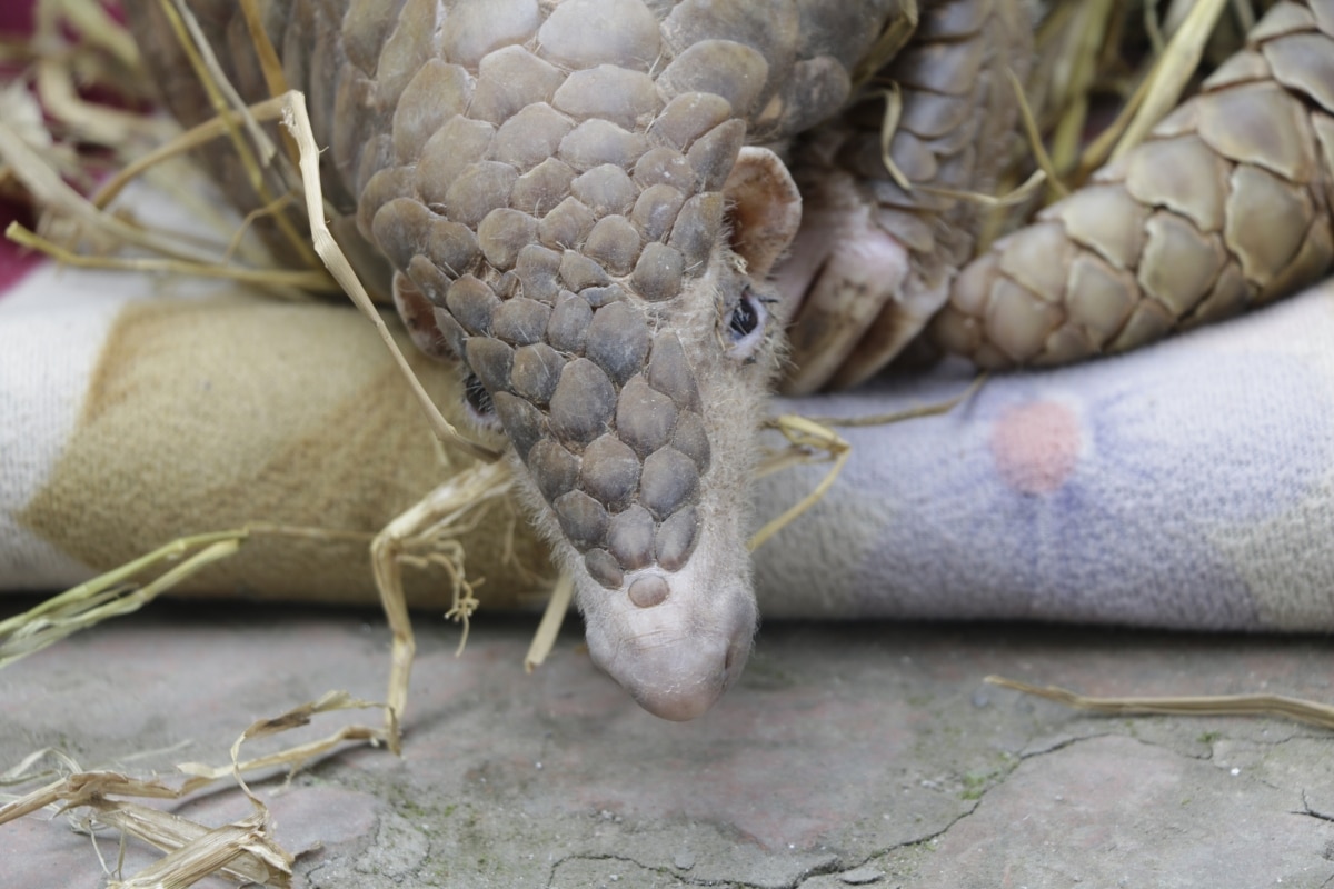 Pangolin