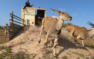 Rewilding helps to combat desertification