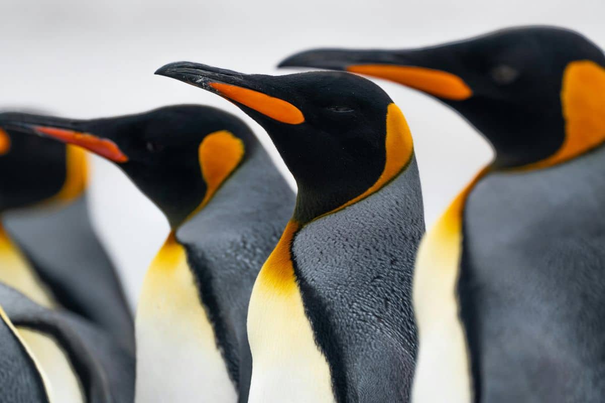 King Penguins, Antarctica. Credits: Nico Marin