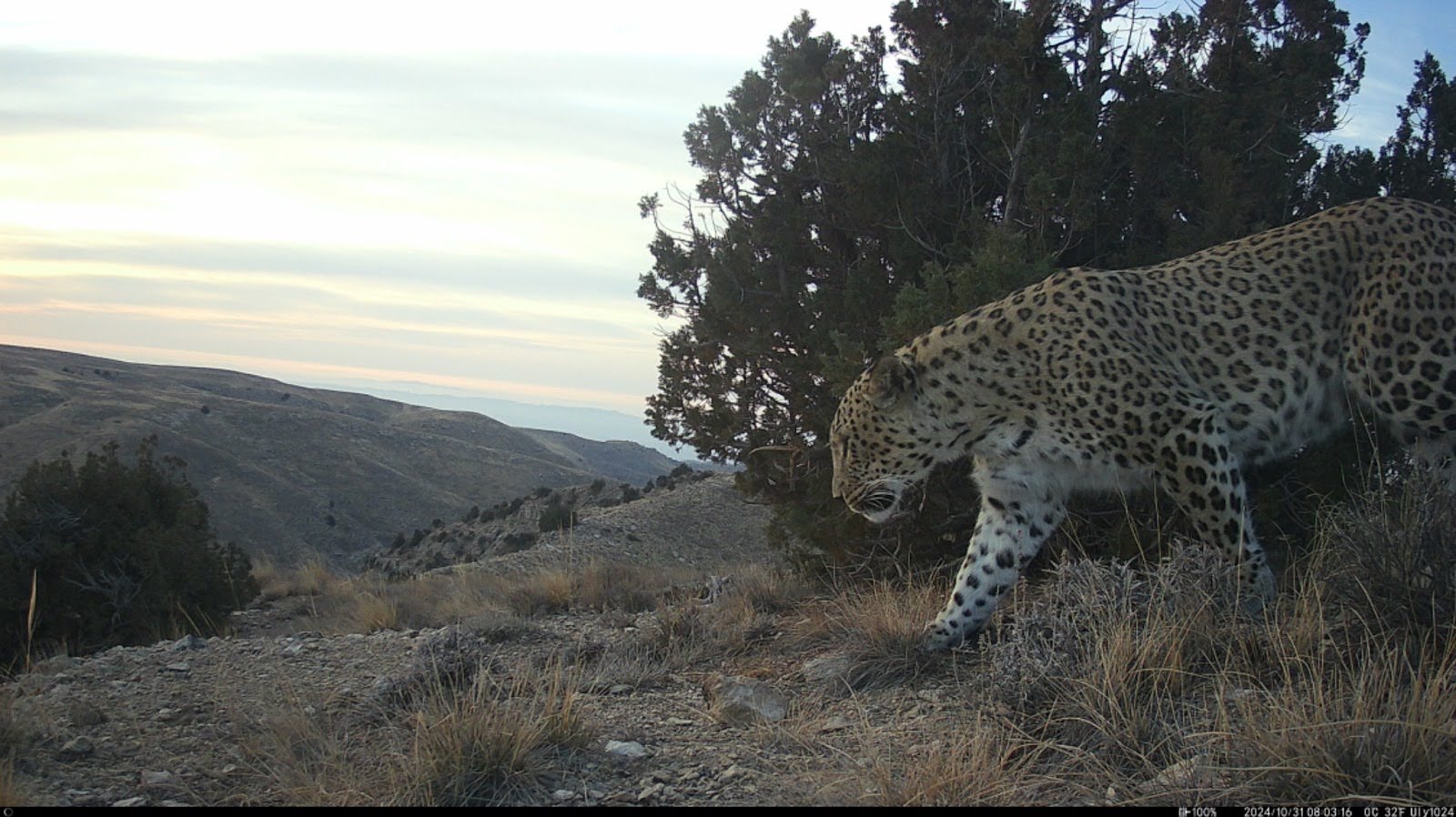 Persian leopard on Uly Balkan in Turkmenistan. © Team Bars Turkmenistan:CXL Persian leopard on Uly Balkan in Turkmenistan. © Team Bars Turkmenistan:CXL