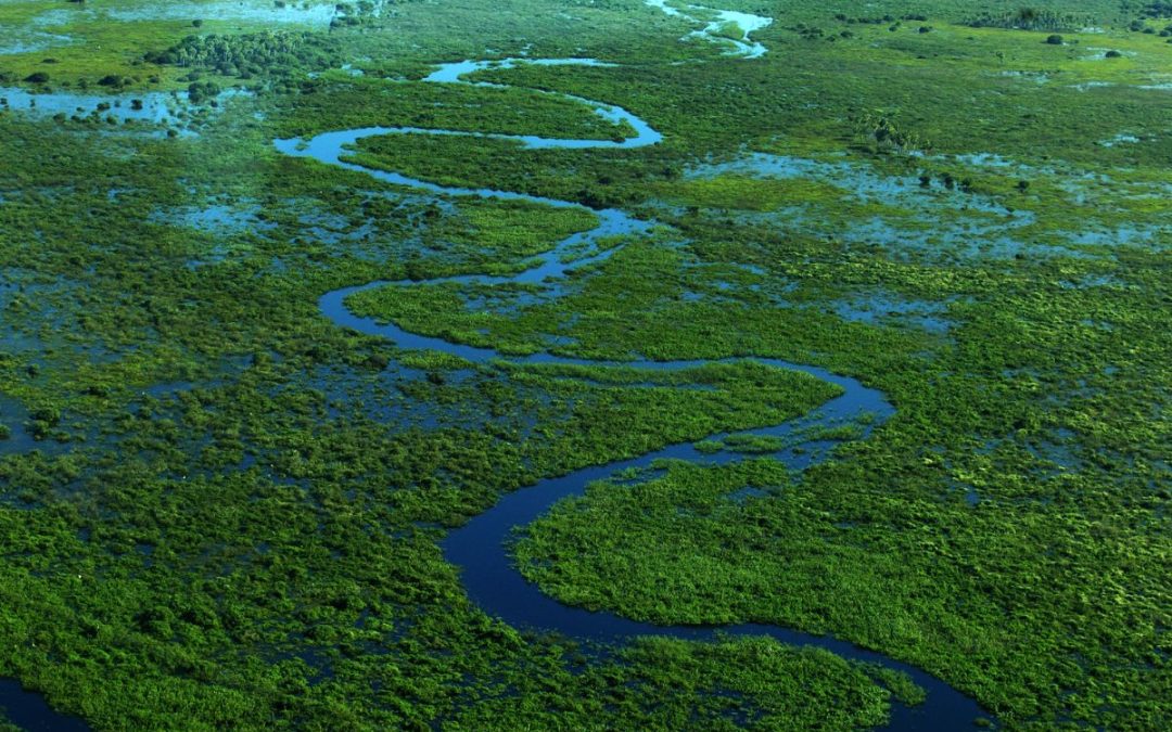 Rewilding and the Limits to Growth