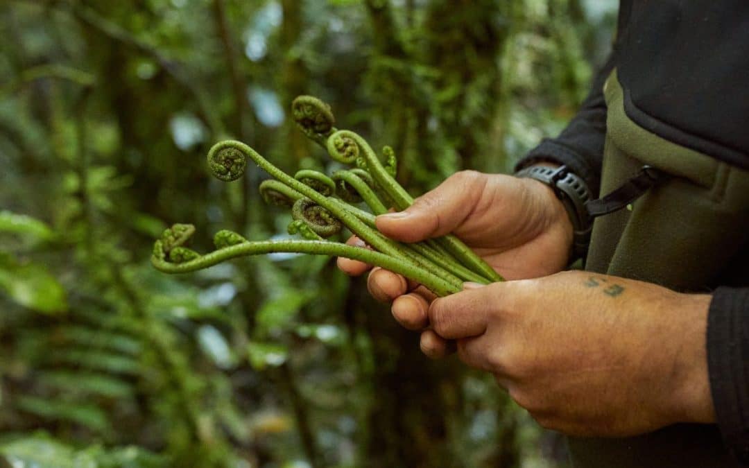 Pikopiko, young coiled fern fronds foraged for eating in Spring. Credit_ Cam Neate for Manaaki Kaimai Mamaku Trust
