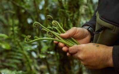 Manaaki Kaimai Mamaku Trust: Restoring the Mauri of a significant New Zealand Forest