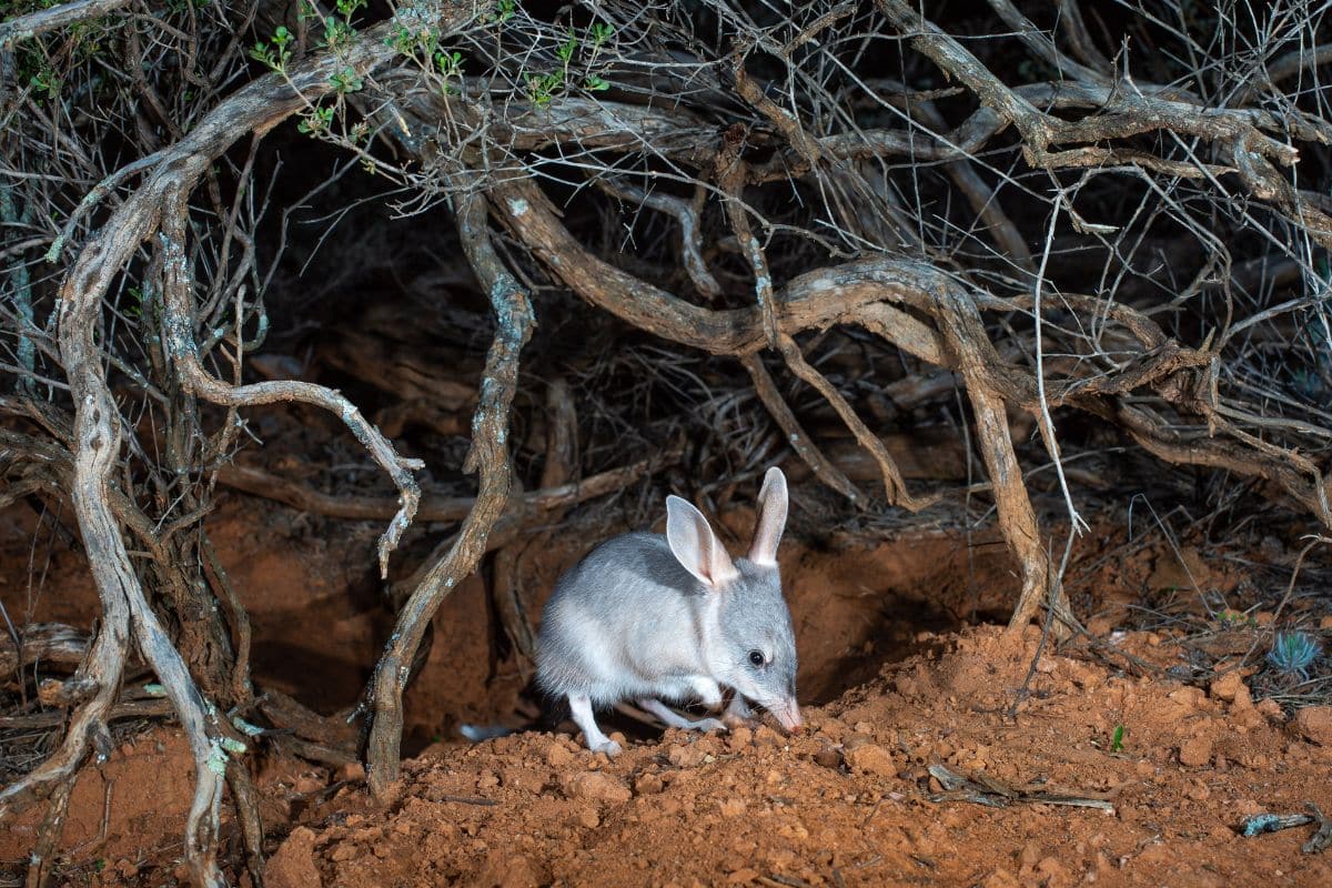 Greater Bilby: Credits: AWC