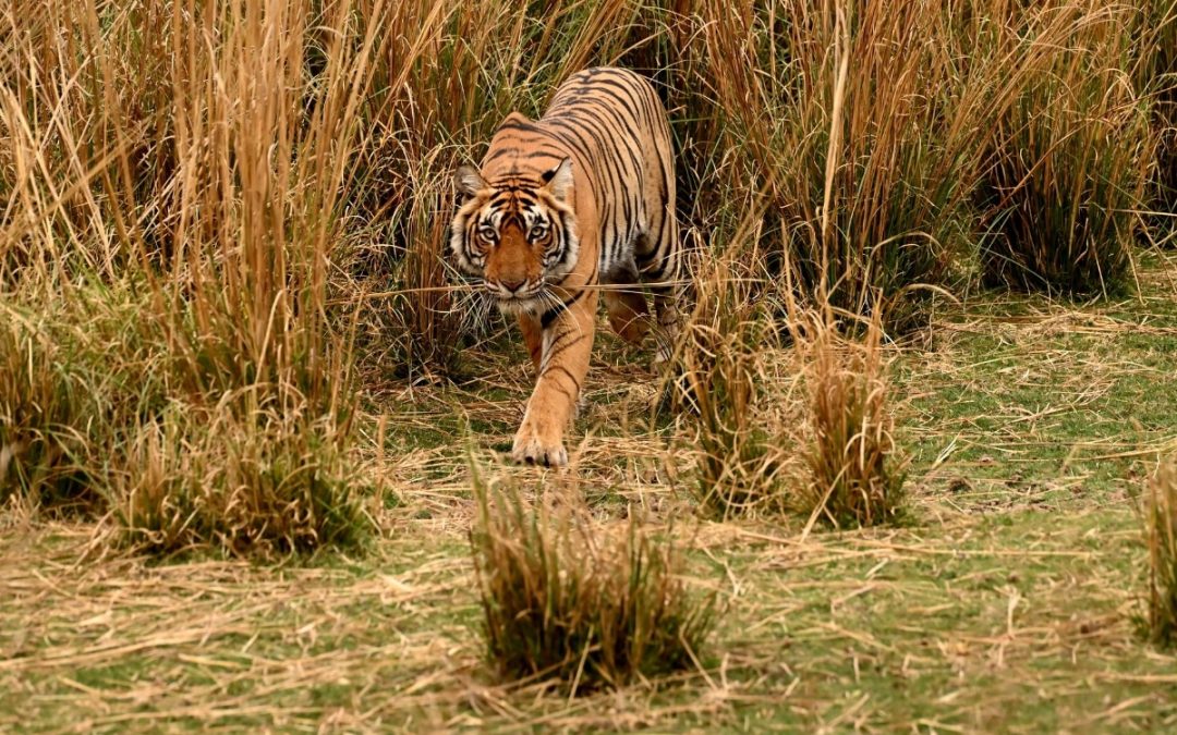 Tiger in the grass. Credit Pushyamitra Halder from Getty Images