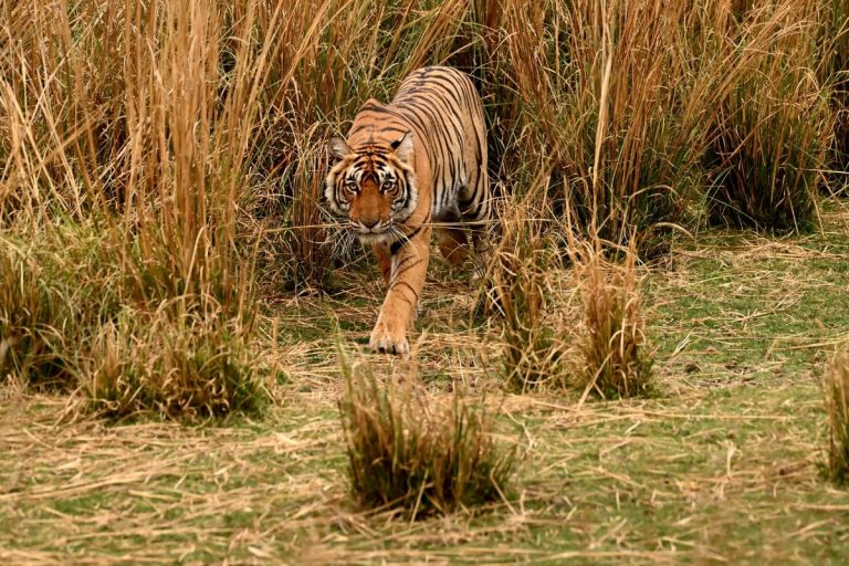 Tiger in the grass. Credit Pushyamitra Halder from Getty Images