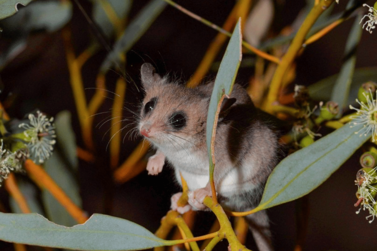 The Pygmy Possum, a tiny marsupial, rediscovered in Western Australian sanctuary - the first in over 3 decades.