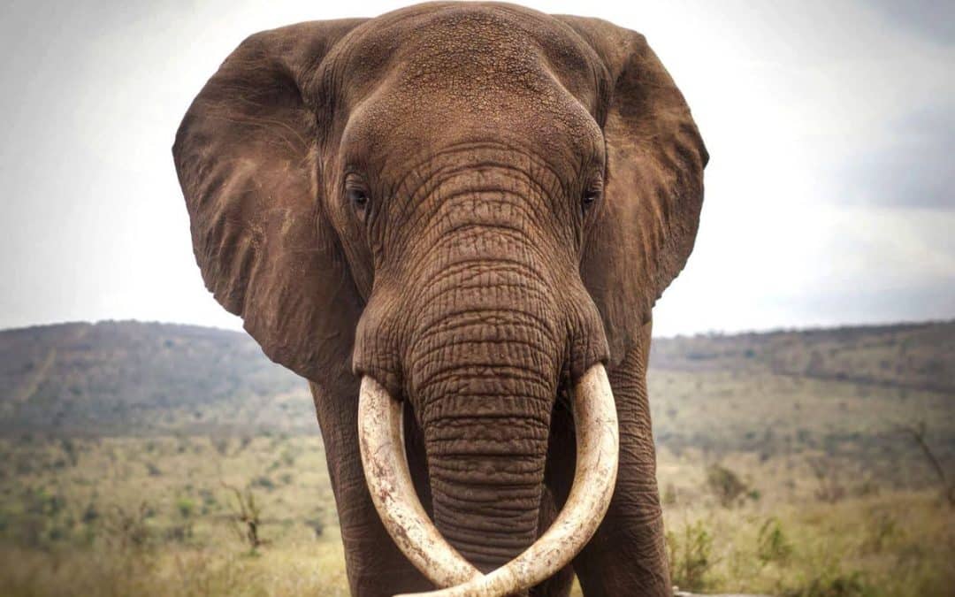 Wild Tomorrow: Protecting Wildlife, Empowering Communities