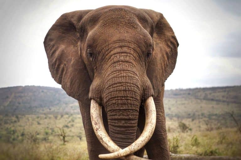 Close up of an Elephant with large tusks