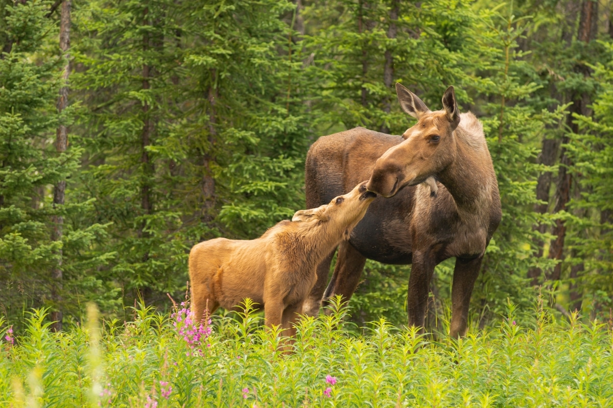 "Moose