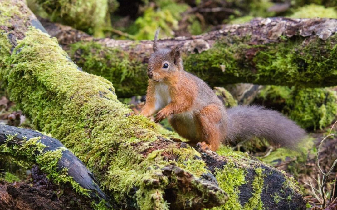 Bright Green Nature: Rewilding Landscapes, Reconnecting Communities
