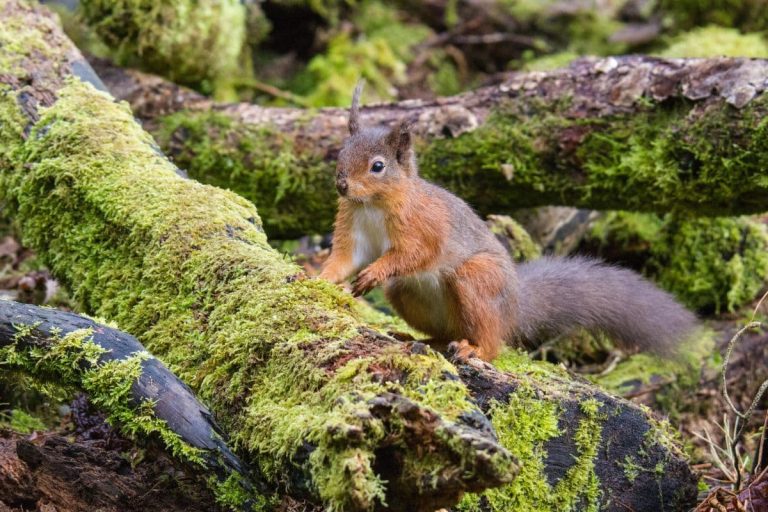 Red Squirrel. Credit: Bright Green Nature