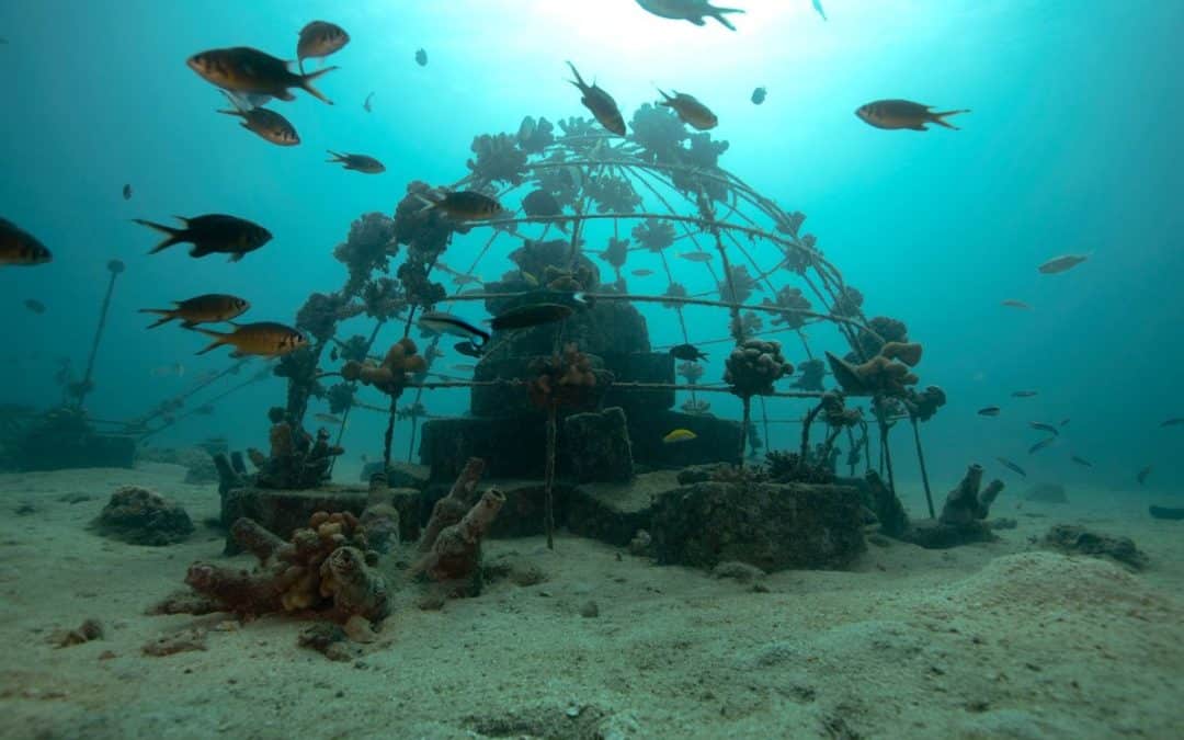 Underwater structure Credit: ReefWatch Marine Conservation