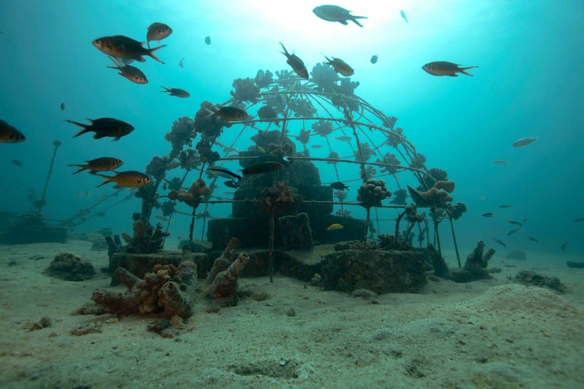 ReefWatch: A Blueprint for Science-led Marine Ecosystem Restoration in India