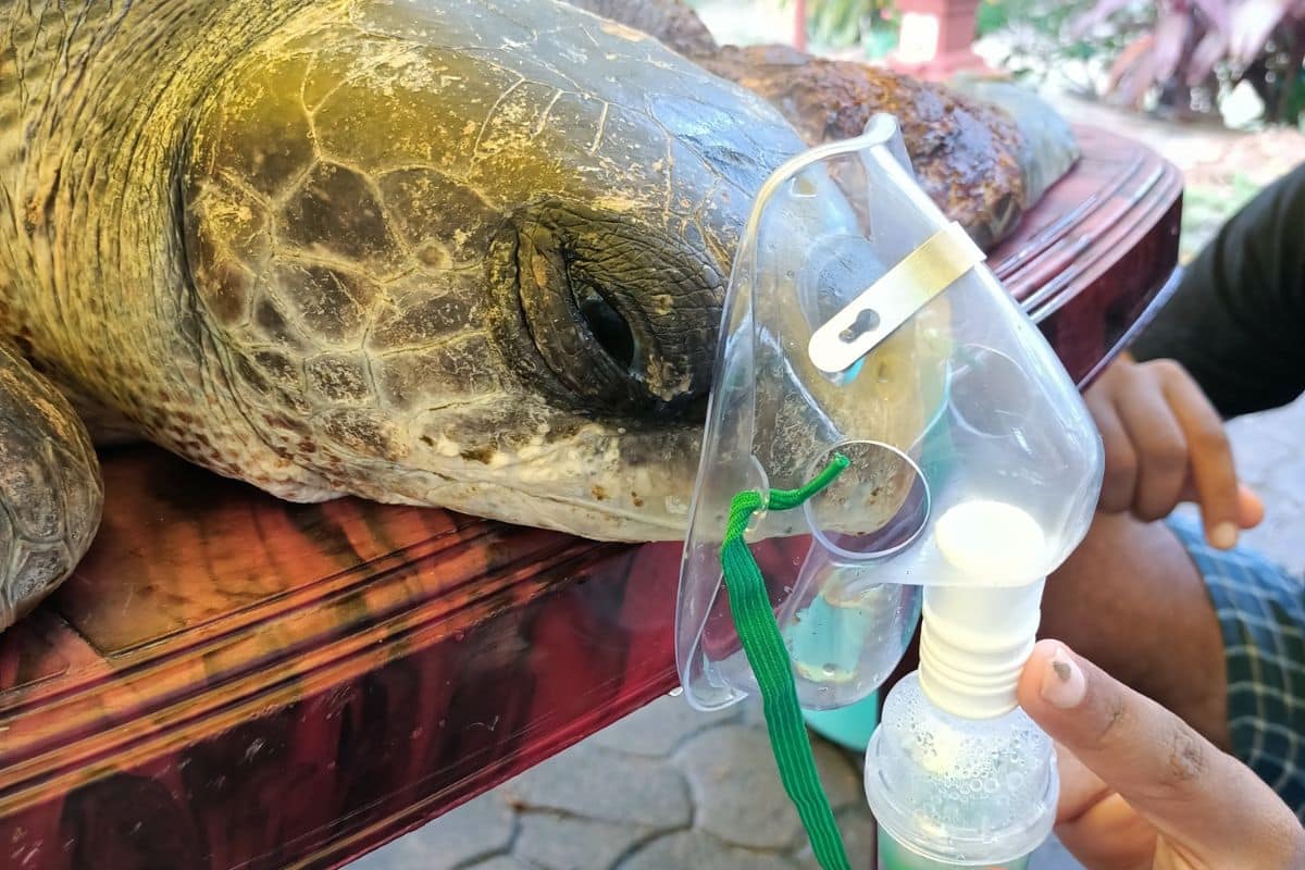Sea turtle administered oxygen. ReefWatch Marine Conservation (2)