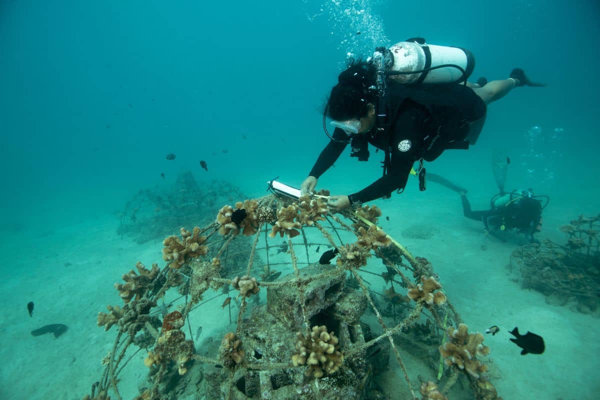 Credit: ReefWatch Marine Conservation