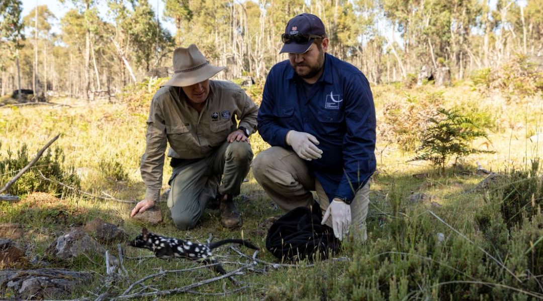 Rewilders, WWF-Australia & Tasmanian Land Conservancy