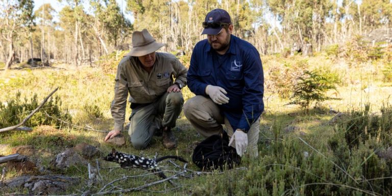 Rewilders, WWF-Australia & Tasmanian Land Conservancy