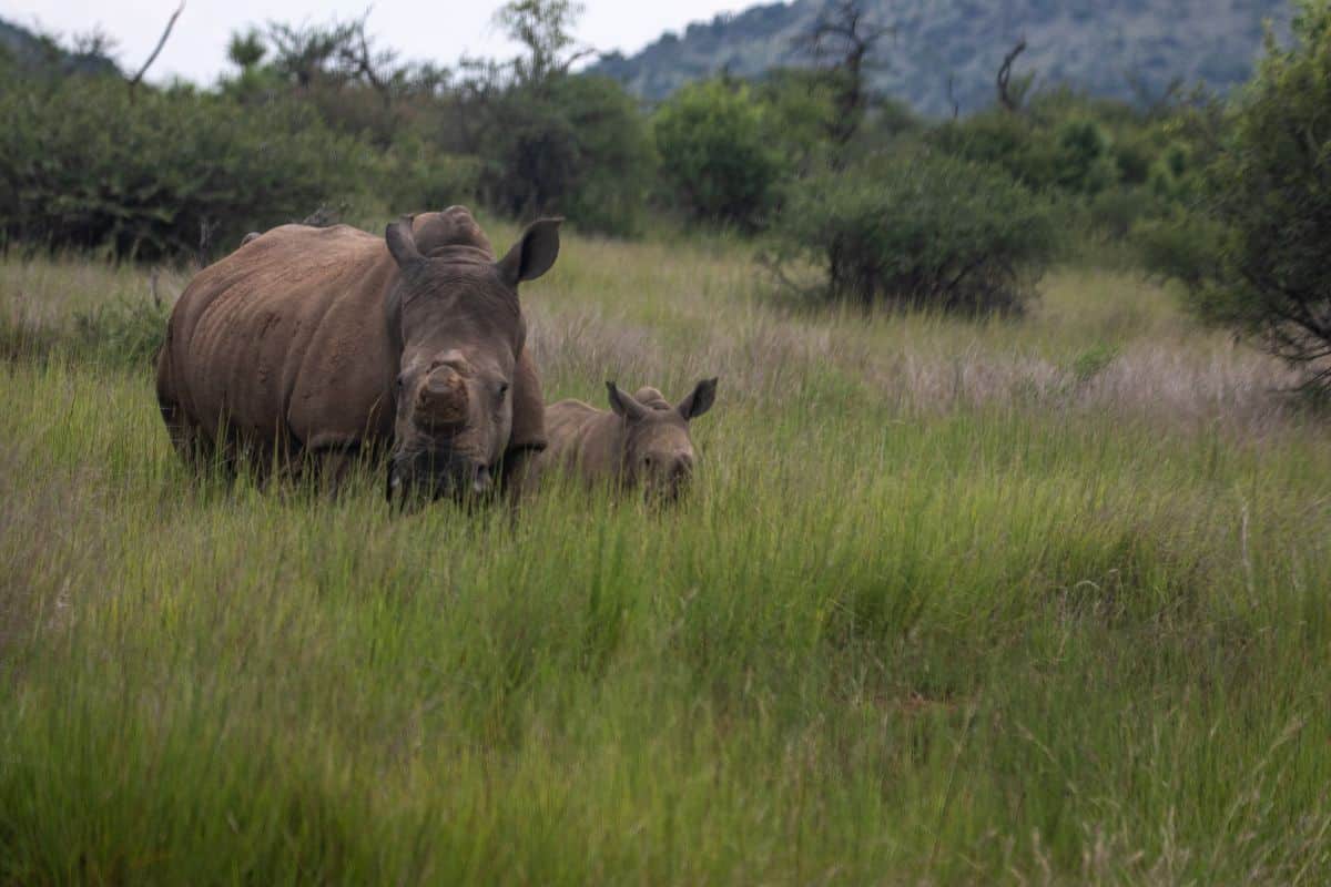 Rhino mother and calf - weltand engineers, credit Magda Ehlers from Pexels