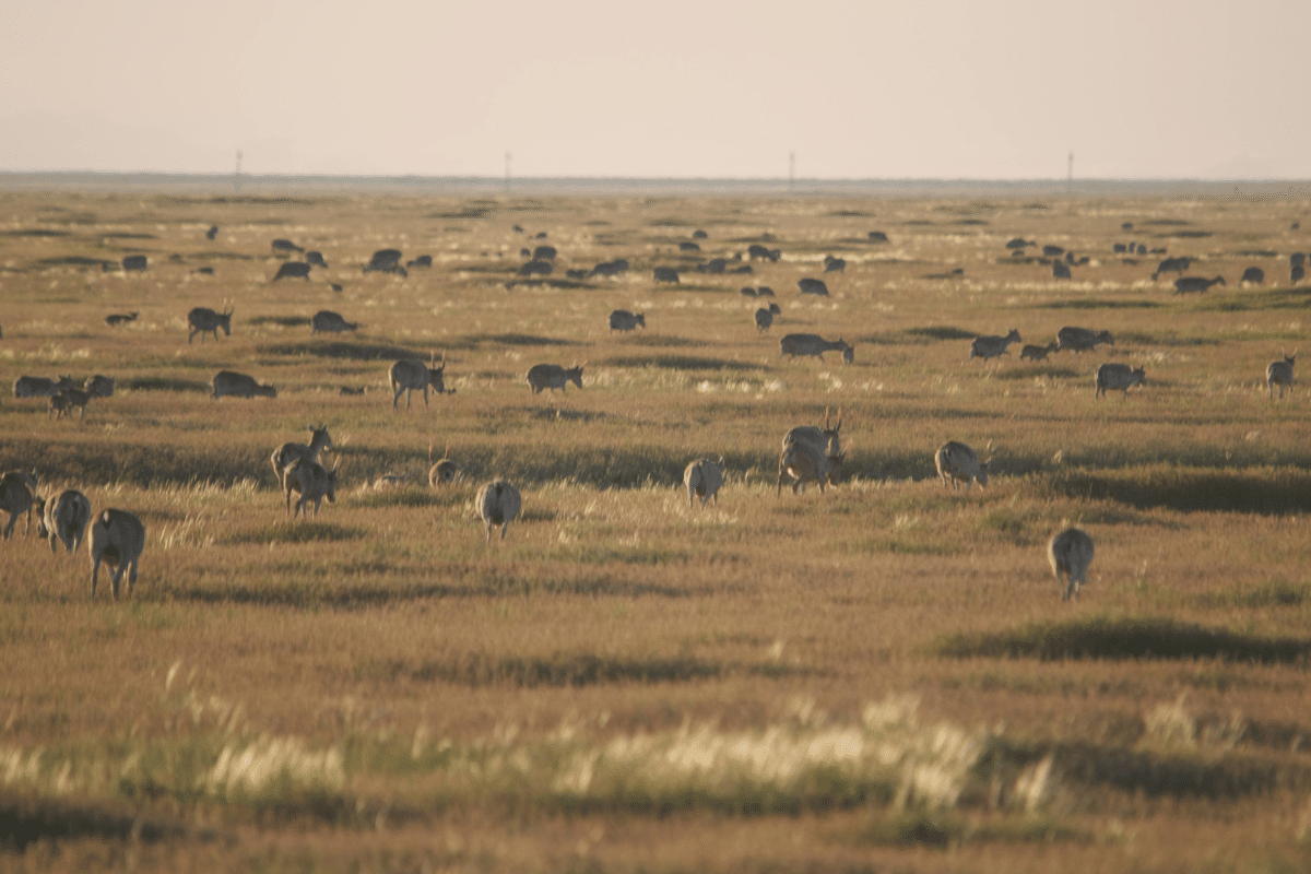 Saiga Antelope herd, part of the Altyn Dala Conservation Initiative, Kazakhstan