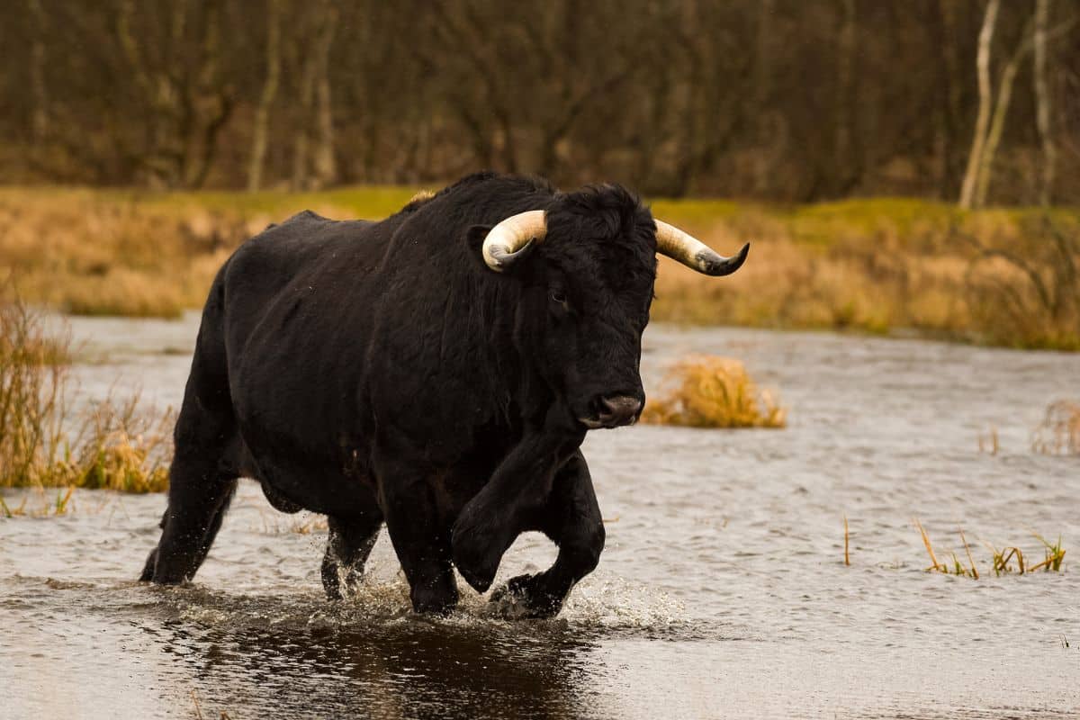 Sayaguesa. Credits: FREE Nature