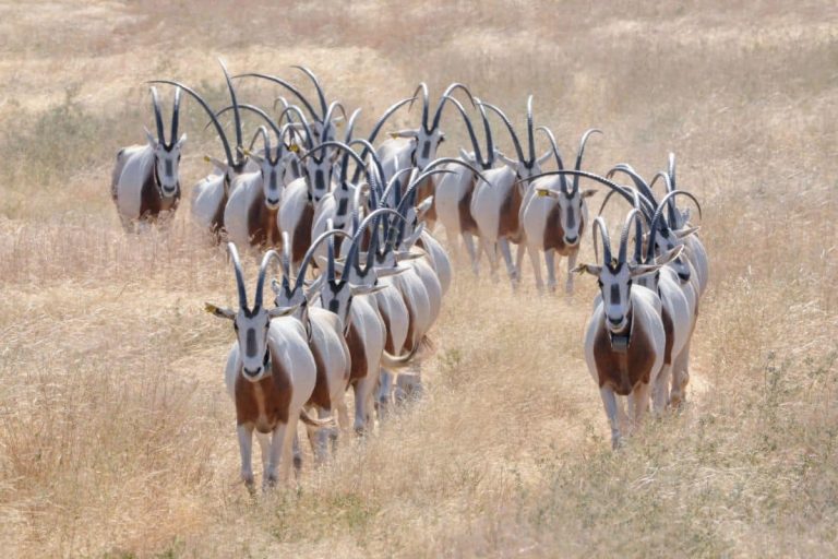 Scimitar-horned Oryx in the Wild. Credit_ Habib Ali Hamit _Sahara Conservation