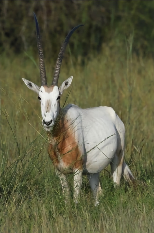 Scimitar-horned Oryx