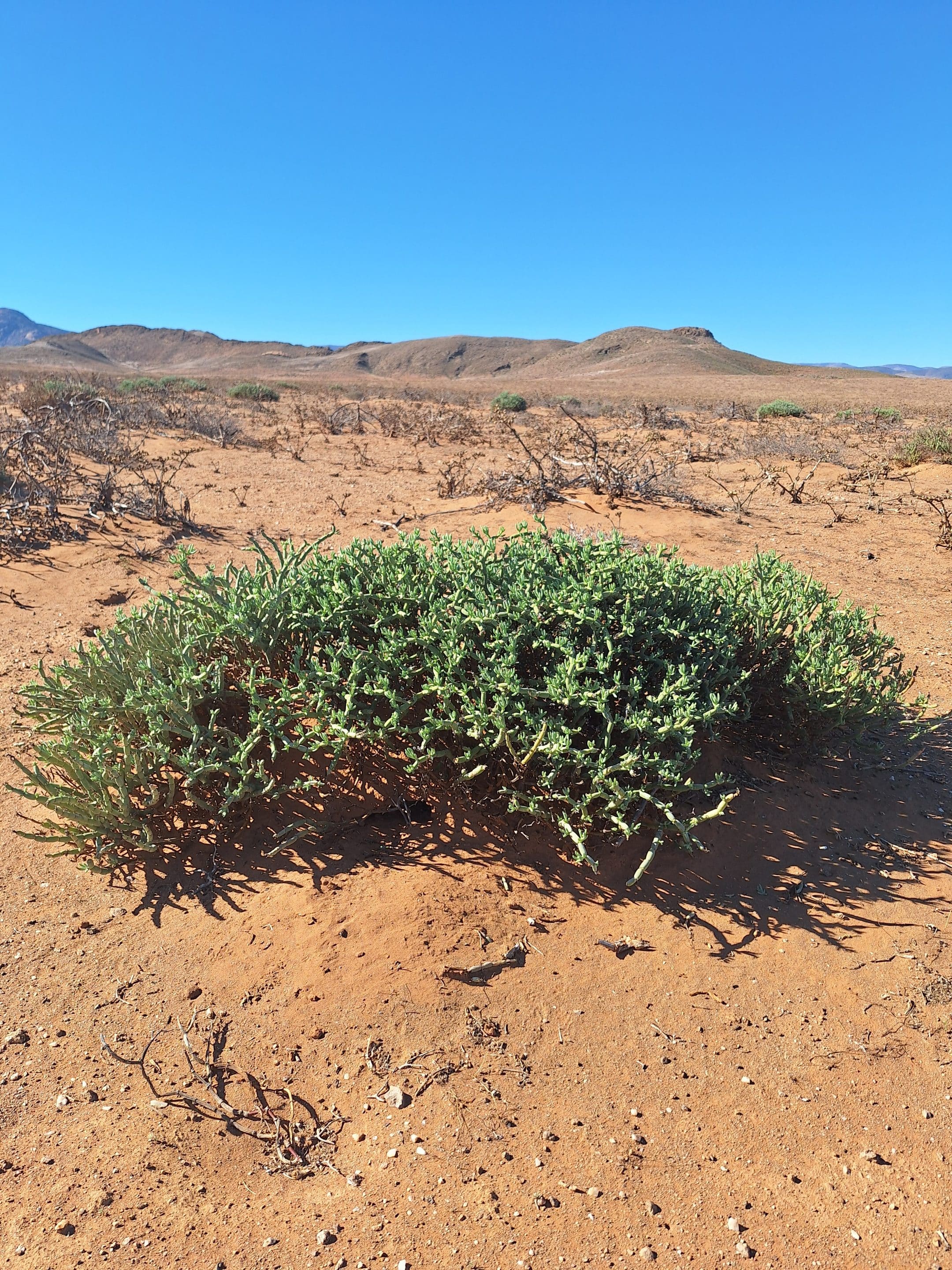 Plant in desert