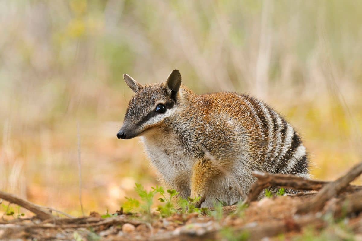 Numbat. Credits: Australian Wildlife Conservancy