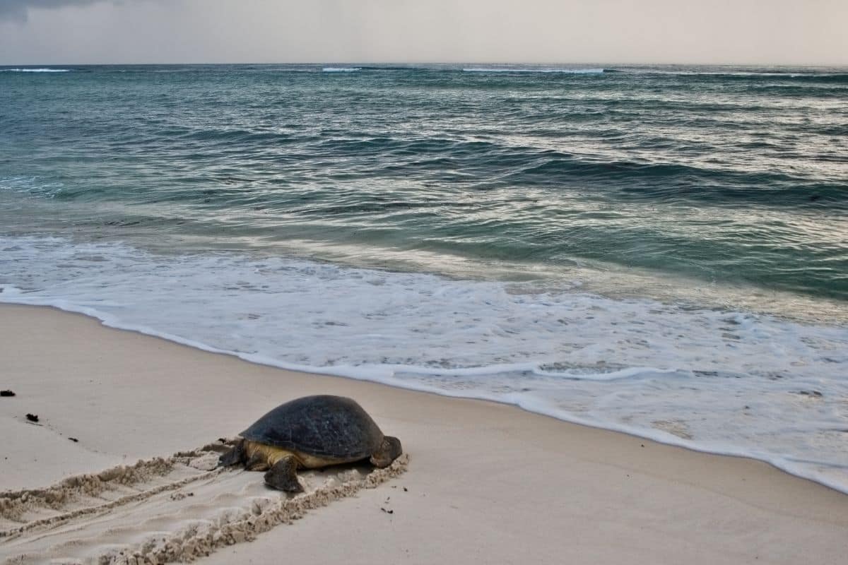 Sea turtle on the beach in Diani Beach, KenyaSea turtle on the beach in Diani Beach 