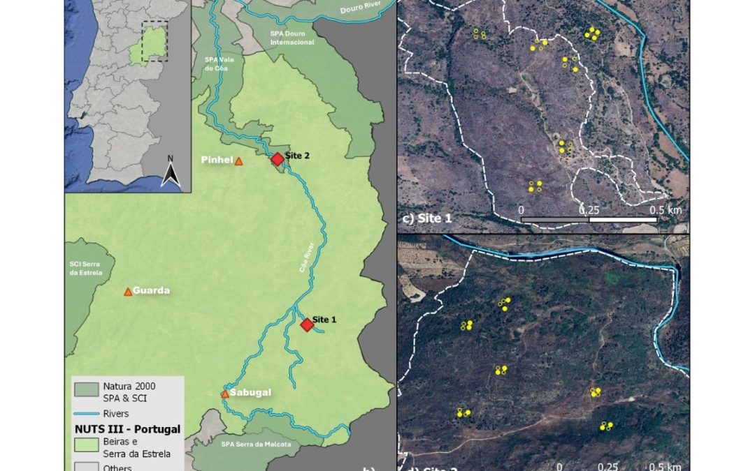 Semi-wild horse grazing as a rewilding strategy: assessing effects on vegetation structure and composition in the Côa Valley, Portugal
