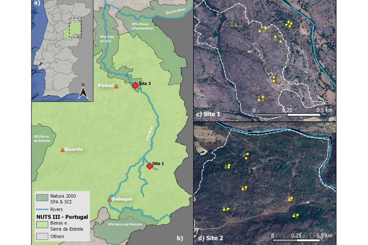 Semi-wild horse grazing as a rewilding strategy: assessing effects on vegetation structure and composition in the Côa Valley, Portugal