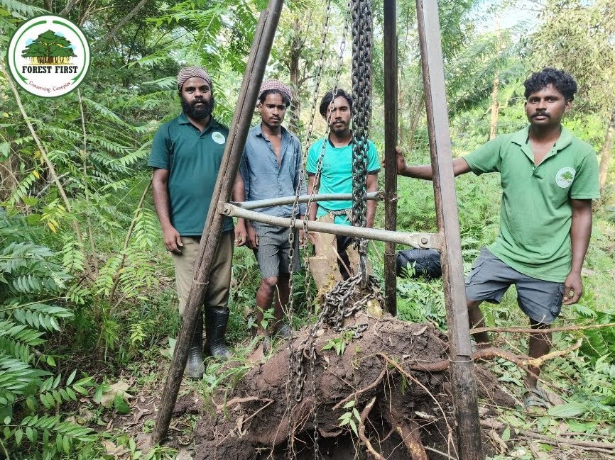 Senna root removal with tools. Credit- Forest First Samithi