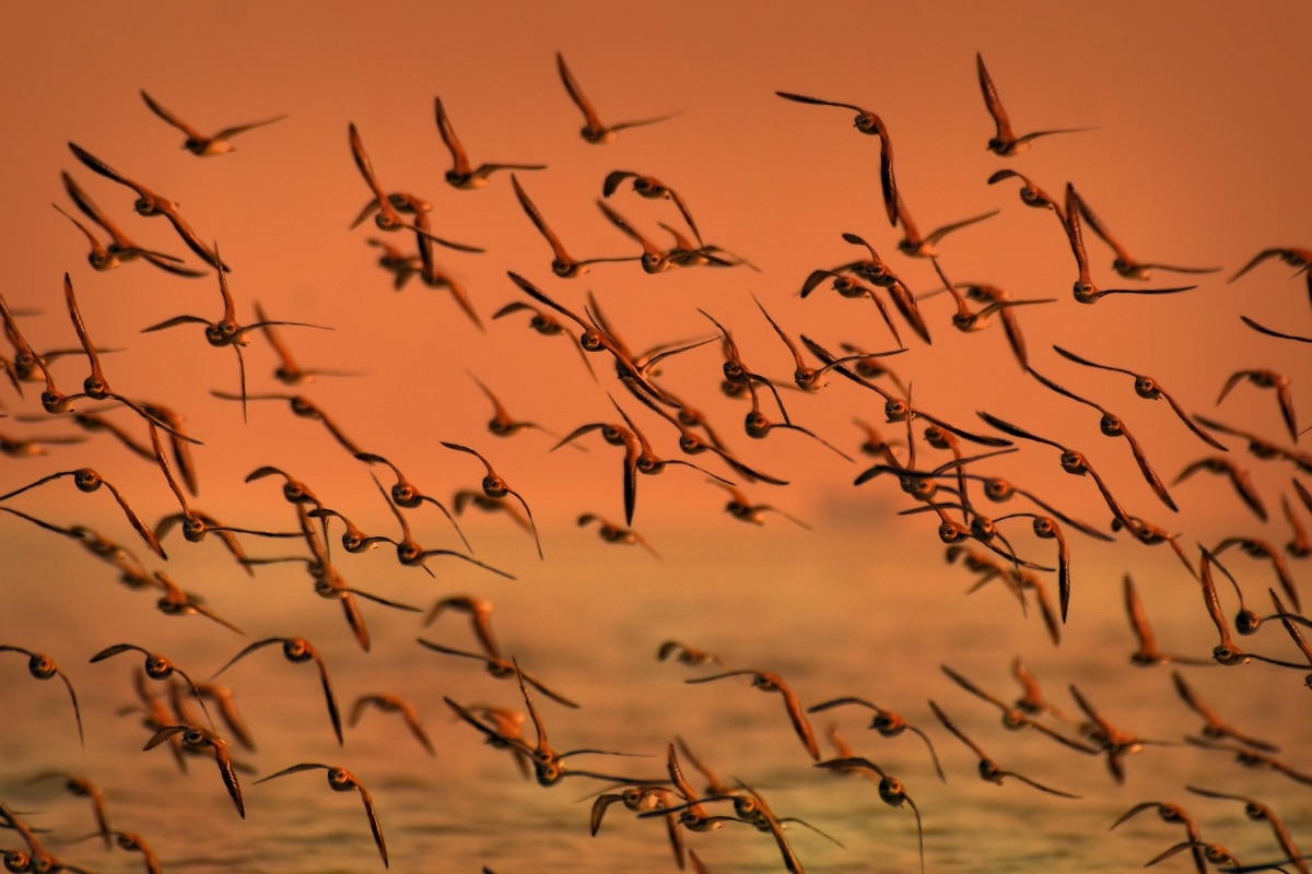 "Flock