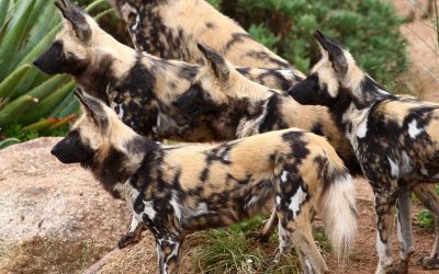 Global Rewilding Communicators Network: June 2024 Edition