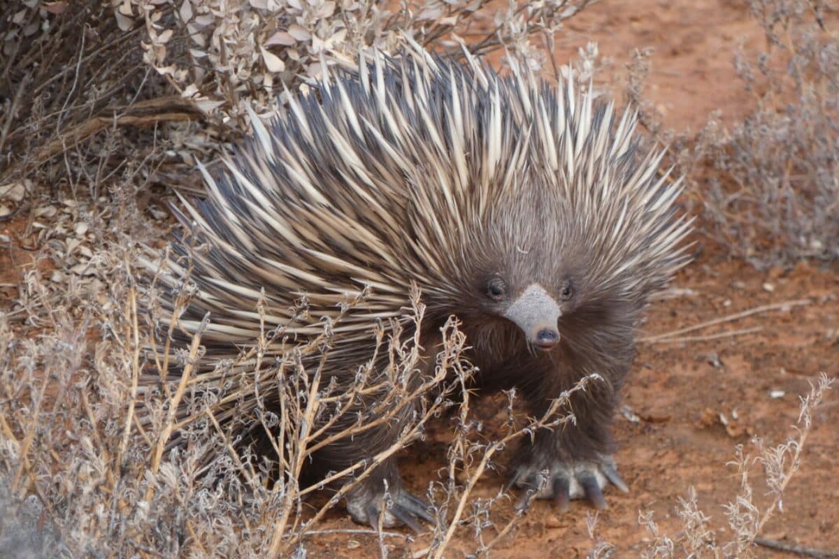Short-beaked Echidna, Boolcoomatta, SA, Australia - Copyright_ Bush Heritage Australia