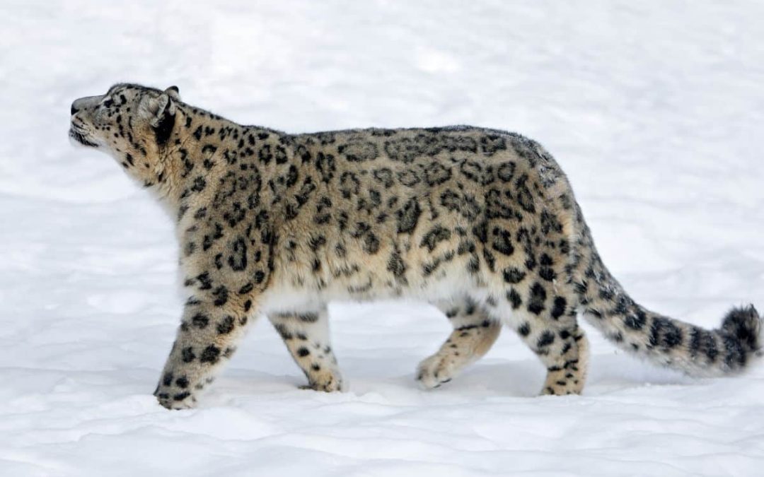 Conservation X Labs – Preventing the sixth mass extinction using wild imaginations