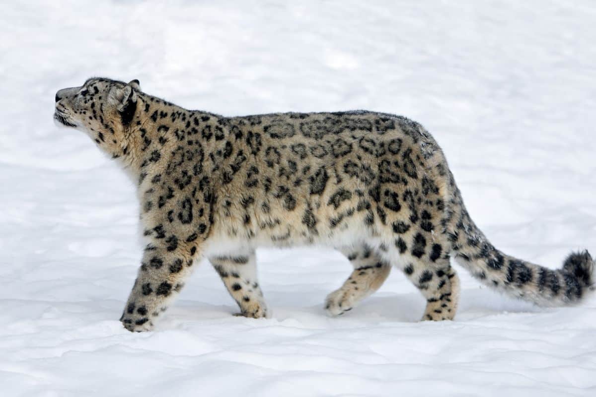 Conservation X Labs – Preventing the sixth mass extinction using wild imaginations