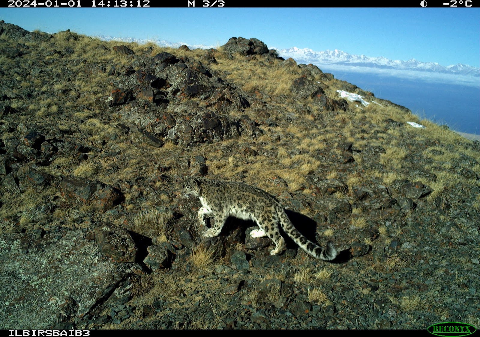 Snow Leopard in Kyrgyzstan. Photo credit- Ilbris Foundation:CXL Snow Leopard in Kyrgyzstan. Photo credit- Ilbris Foundation:CXL