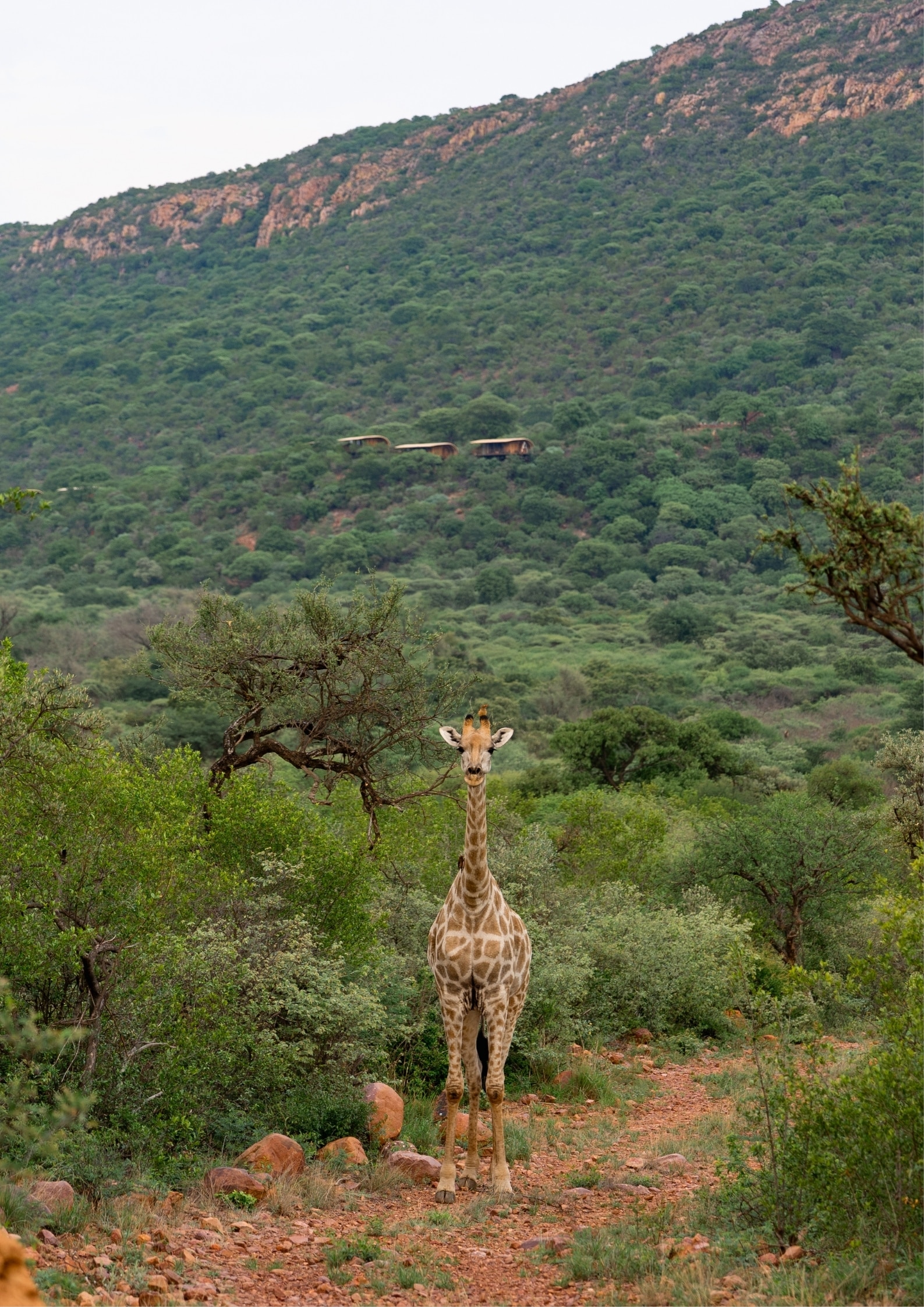 A giraffe looking at the camera from the bushes