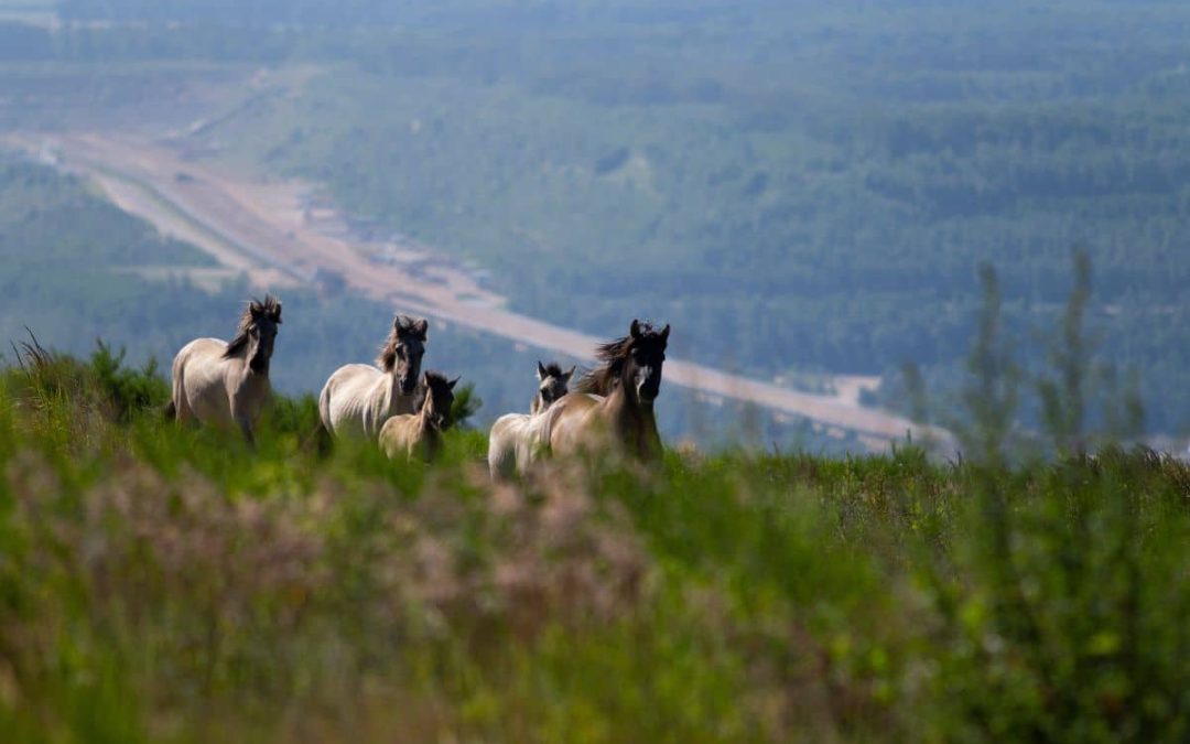 Wild Horses. Credits: FREE Nature
