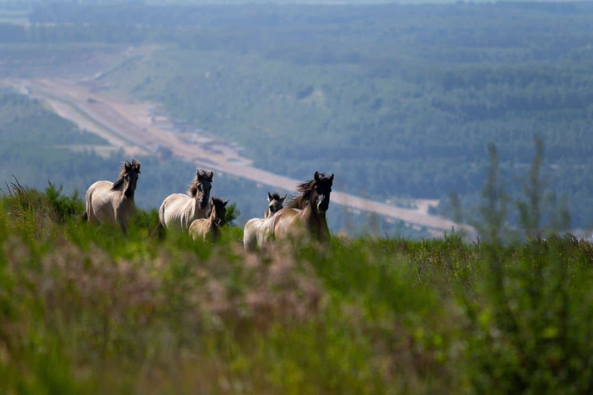 FREE Nature: Rewilding the Netherlands and beyond, one grazer at a time