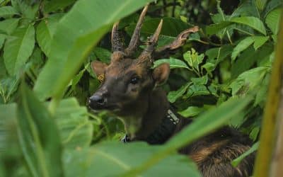 Talarak Foundation: rewilding the West Visayan Big 5