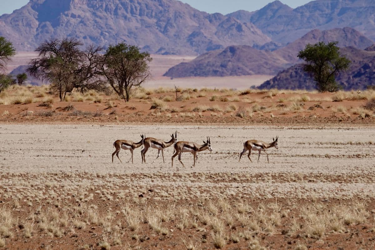 Springbok antelope Springbok antelope by Omm-on-tour from Getty Images