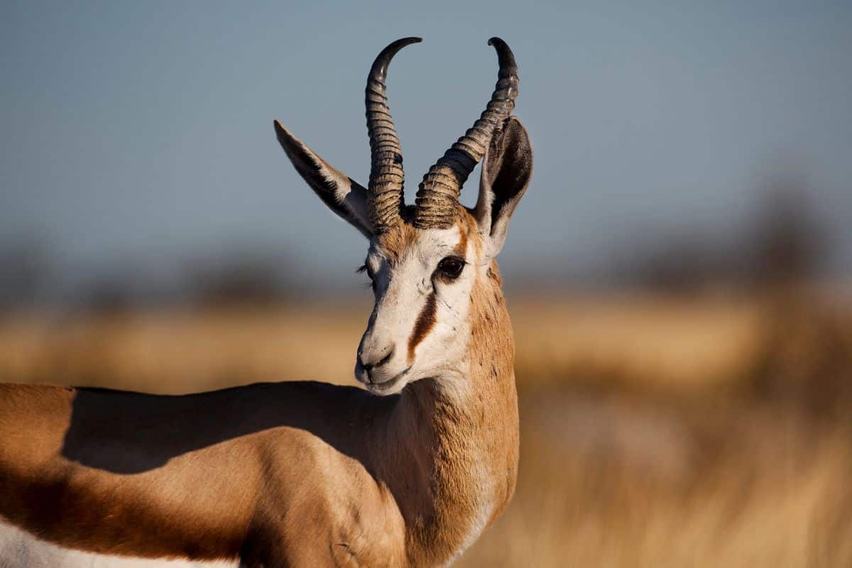 Springbuck male, Etosha, Namibia Springbuck male, Etosha, Namibia - by Mogens Trolle from Getty Images