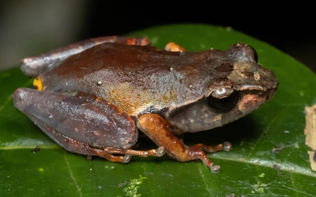 WNPS PLANT: Forging Strategic Corridors for Endemic Protection in Sri Lanka